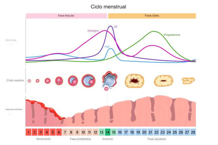 El ciclo menstrual