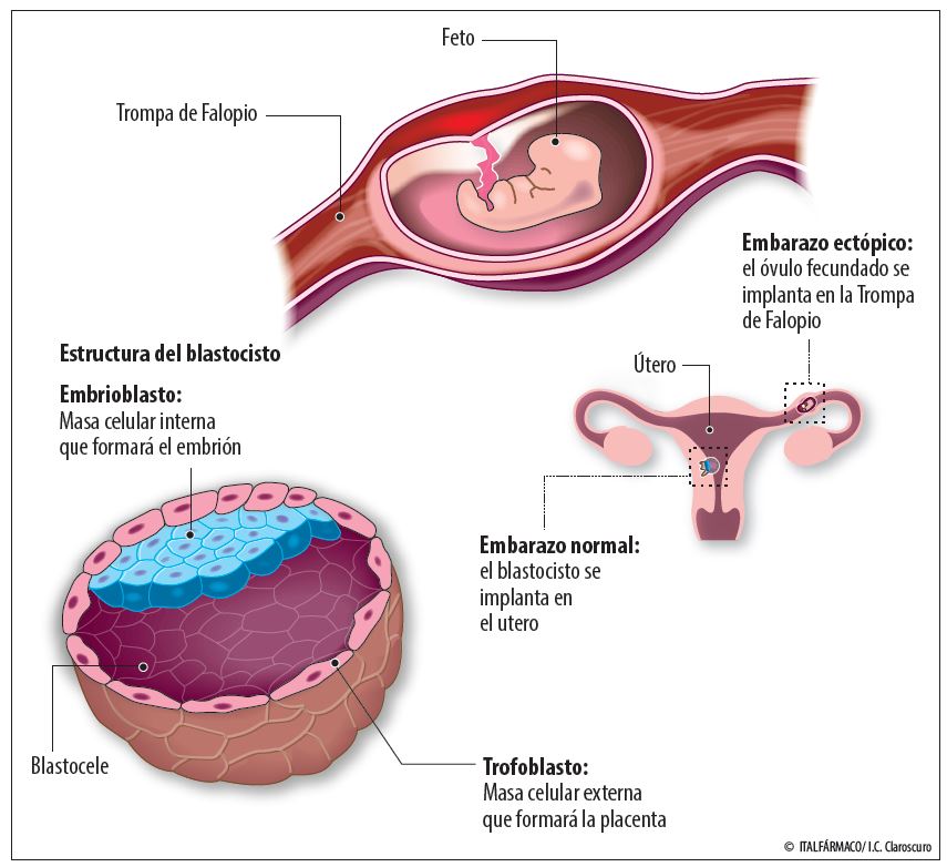 Implantación La Fase Más Delicada Y Misteriosa Del Embarazo