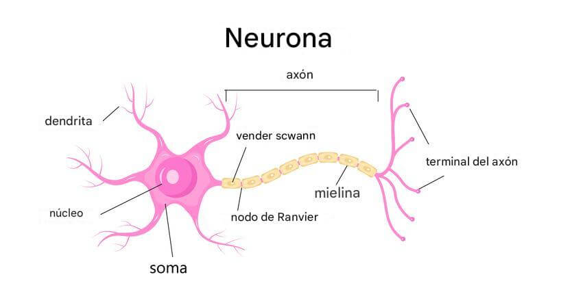 Estructura de una neurona