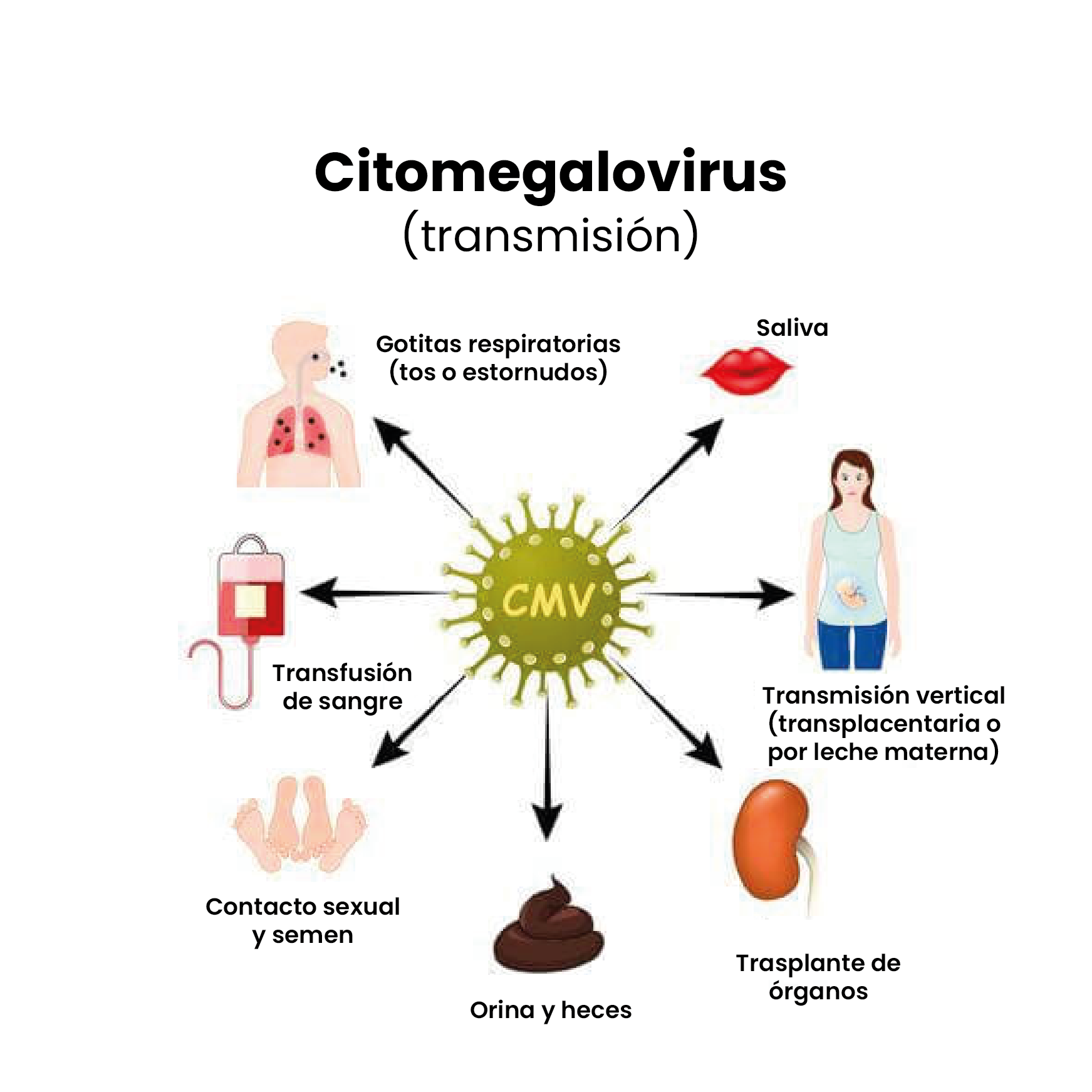 citomegalovirus en el embarazo