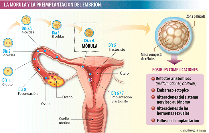 Tóxicos Y Problemas Del Primer Trimestre De Embarazo