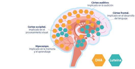 Cerebro