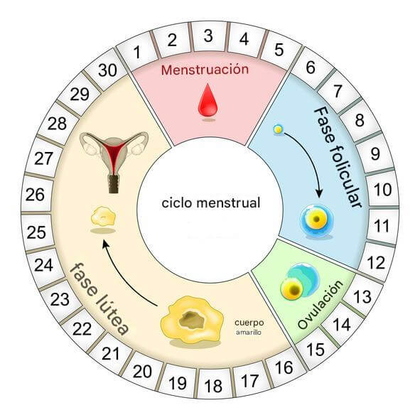 El ciclo menstrual