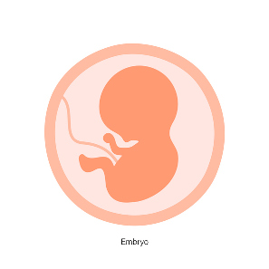 Semana 6 de embarazo: evolución del embrión y síntomas