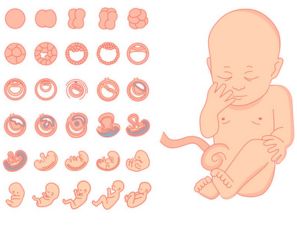 Desarrollo del bebé mes a mes