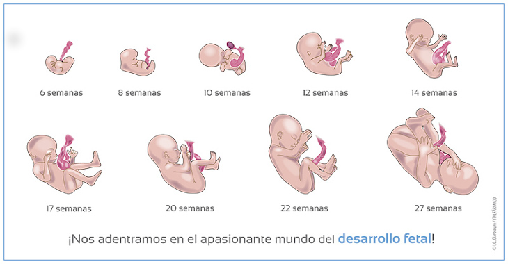 Descubre El Desarrollo Fetal De La Semana 1 A La 42 Natalben