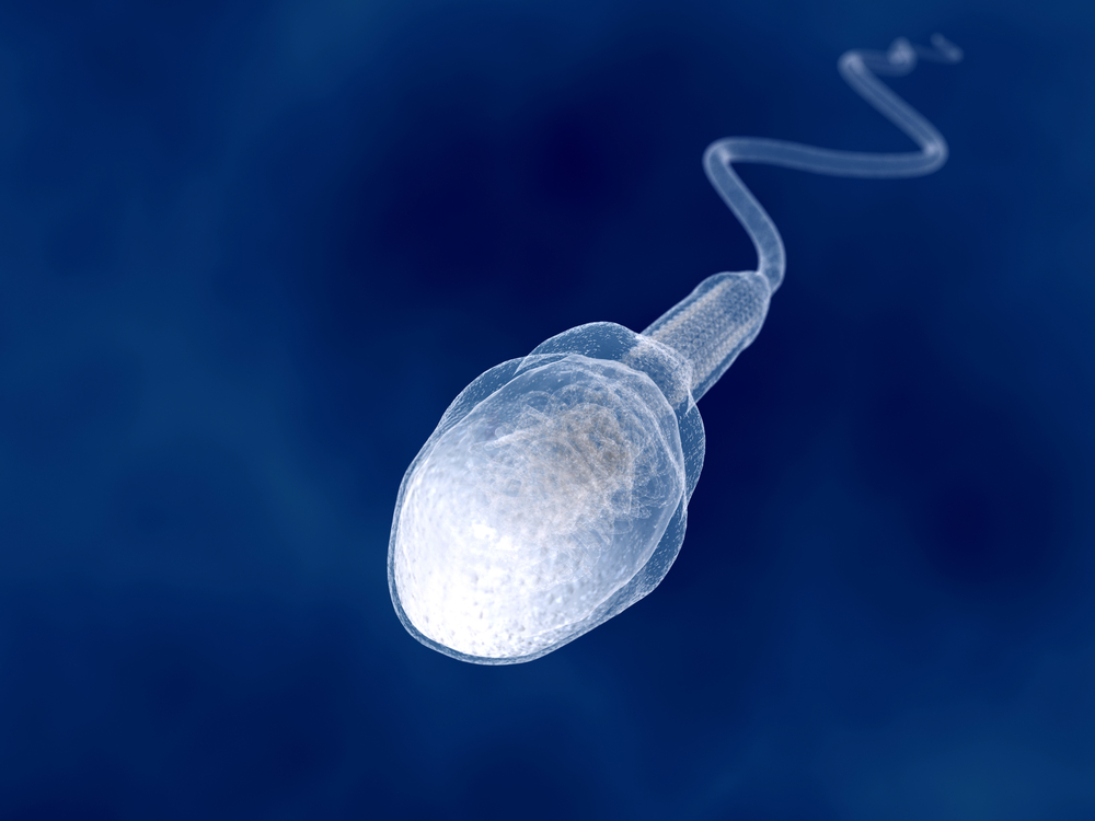 El Espermatozoide Cómo Se Forma Y Desarrolla