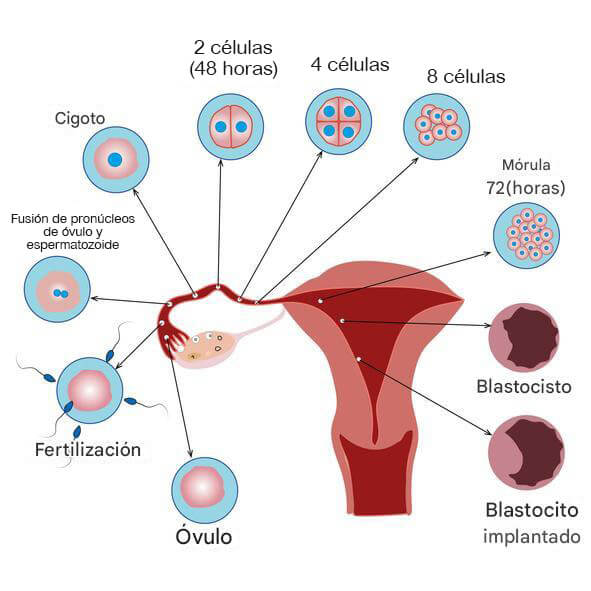 Gestar tras un embarazo ectópico