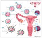 O processo de fertilização 