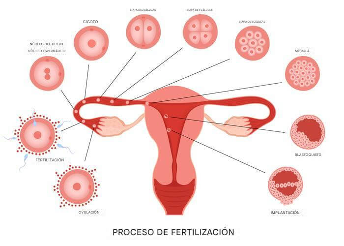 Cómo es la fertilización