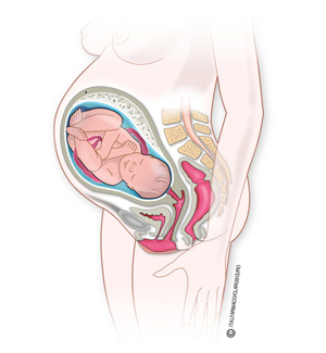 Embarazo semana 38: Placenta y líquido, a examen - Natalben